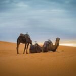 three brown camel in desert during daytime