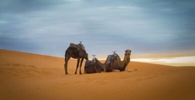 three brown camel in desert during daytime